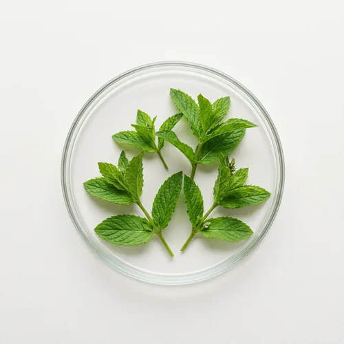 Peppermint Food Fragrance (in MCT oil)